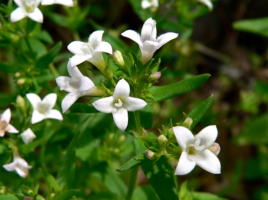 {Houstonia lanceolata}